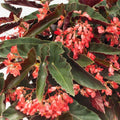 1 Angel Wing Begonia ‘Torch Red’ – Live Rooted Starter House Plant, Easy Care Indoor Plant, Bright Red Flowers, Tropical Decor