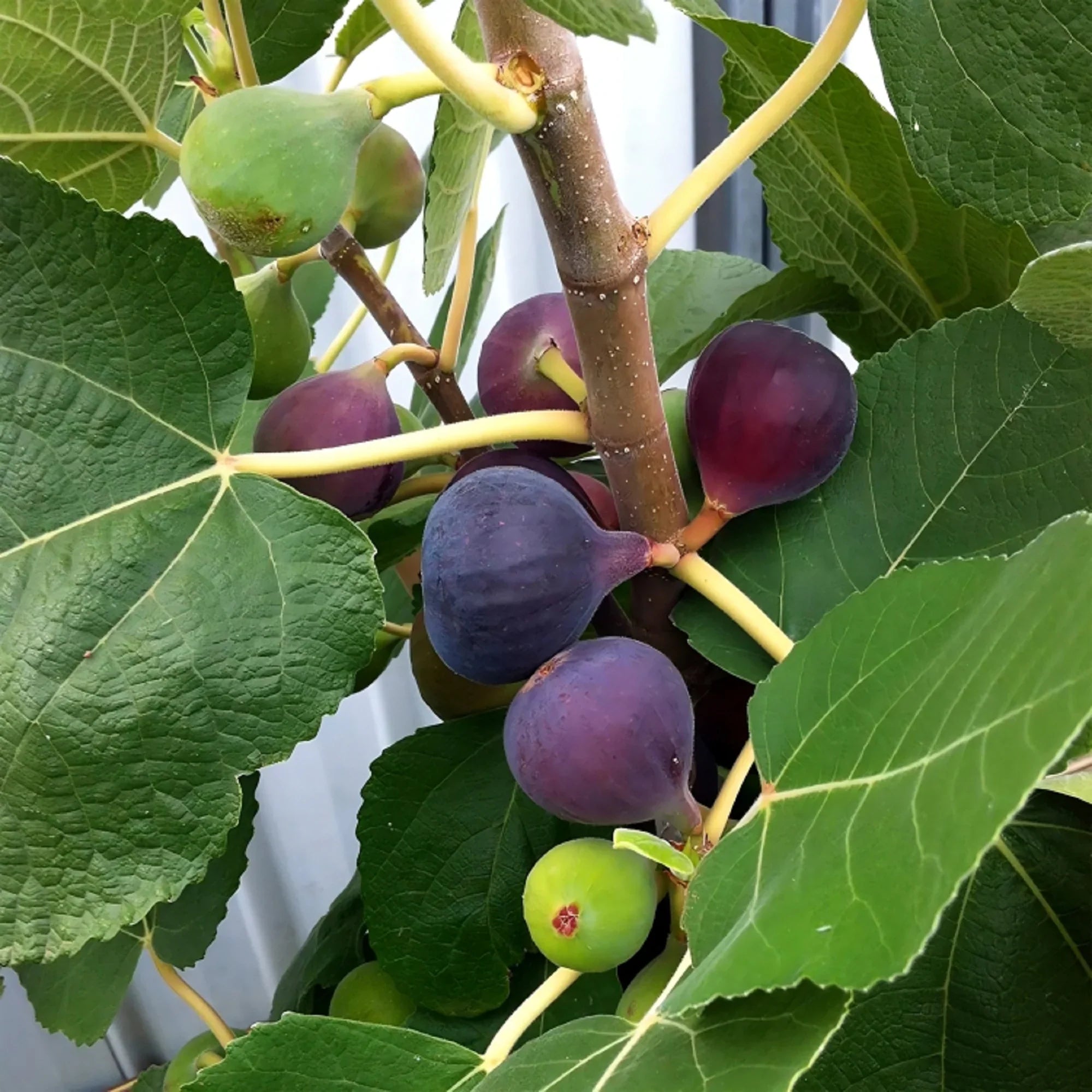 Chicago Hardy Fig Cuttings (Ficus carica) - 2 Unrooted 6-8" | Cold Hardy Sweet Fig Tree for Northern Climates | Easy to Root & Grow