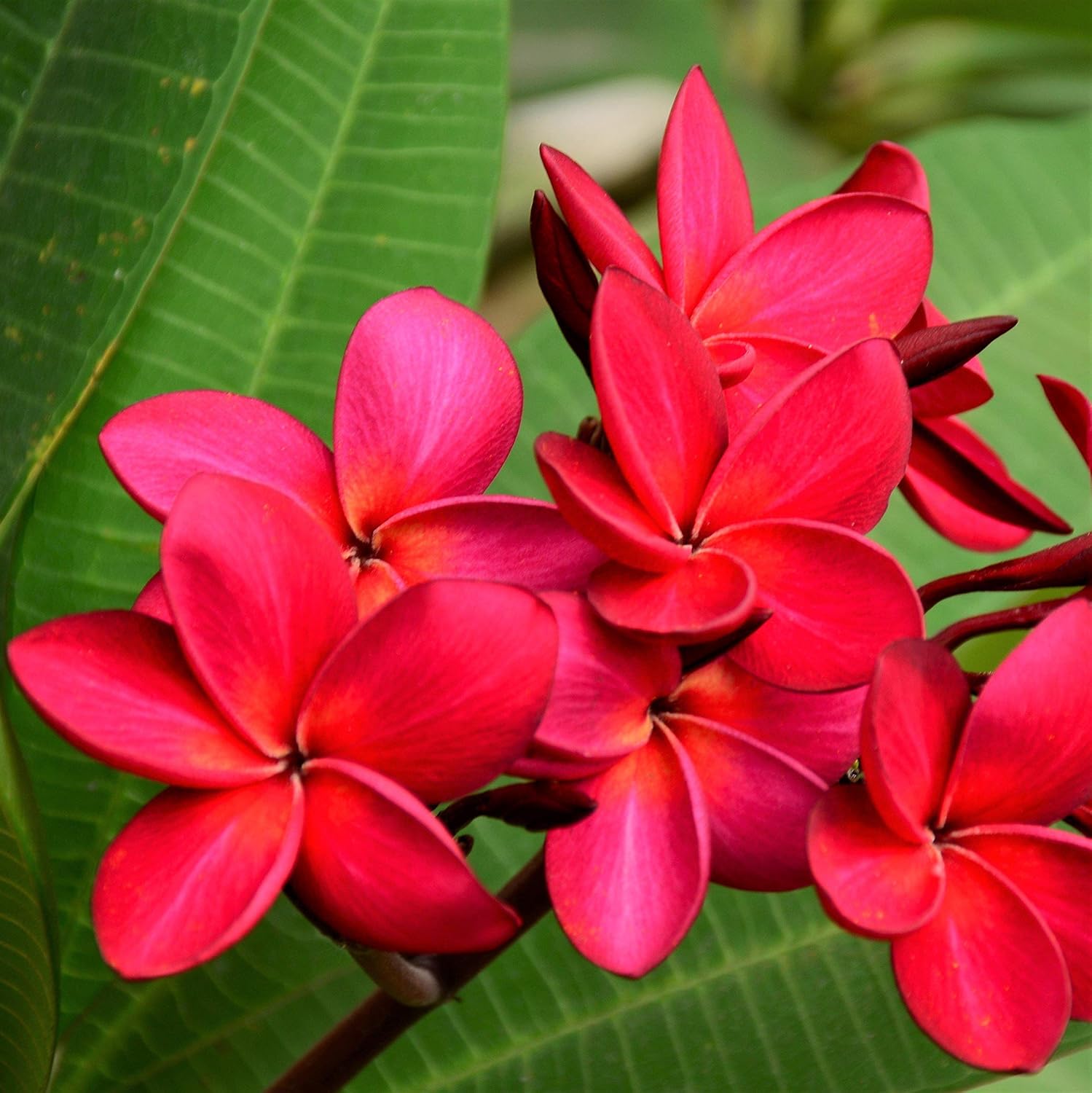 1 Red Hawaiian Plumeria Cutting | 9–12" Unrooted Stem | Fragrant Frangipani Flower | Tropical Garden Starter Plant