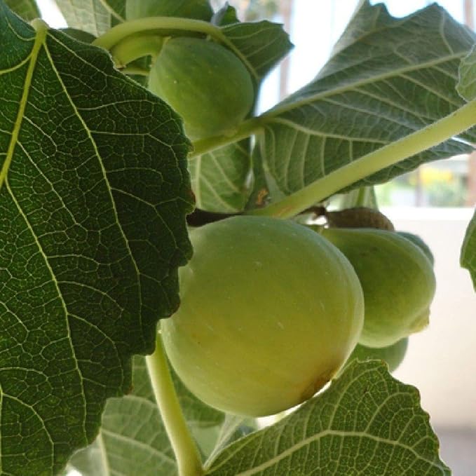 Kadota Fig Tree – Ficus carica Live Plant | Cold-Hardy Bare Root Starter for Patio, Garden, Orchard | Easy to Grow Fruit Tree