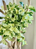 3 Snow Queen Pothos Cuttings – Epipremnum aureum Unrooted Variegated Indoor Vine | Easy Houseplant Starter for Propagation