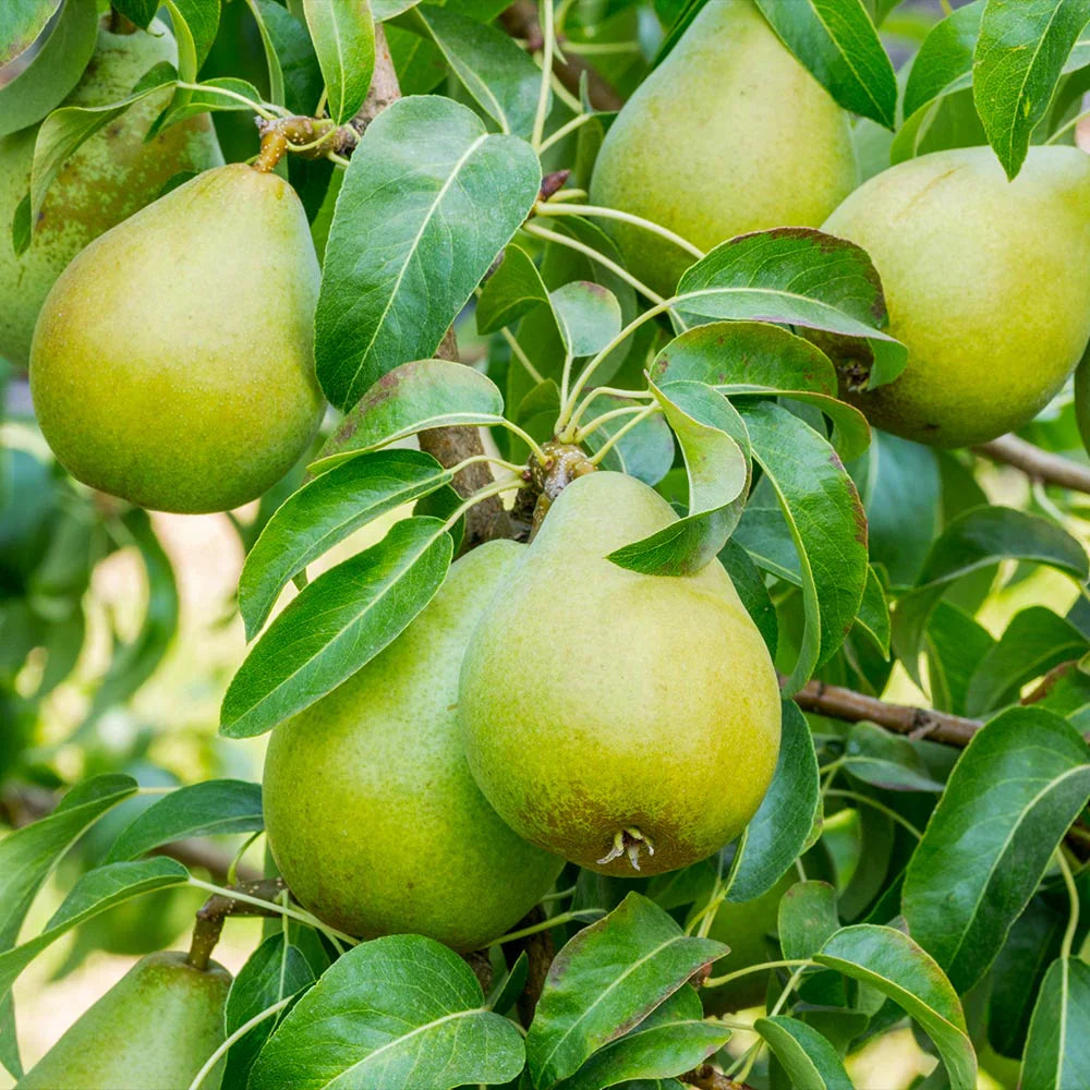 10 Bartlett Pear Tree Cuttings (Unrooted) – Large Fresh Scion Wood for Rooting, Grafting & Propagation – Pyrus communis