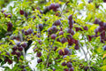 Santa Rosa Plum Tree – 1 Live Bareroot Plant up to 2ft Tall – Prunus salicina Sweet Juicy Plum, Fruit Tree for Home Orchard