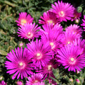 10x Magenta Ice Plant Cuttings | Delosperma cooperi | Hardy Succulent Ground Cover | Drought Tolerant, Fast Growing, Bright Blooms
