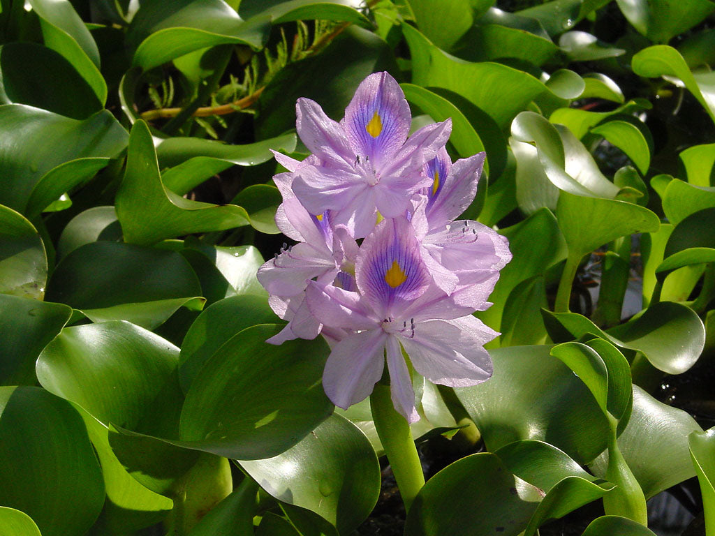Water Plants Bundle - 2 Medium Water Hyacinth (Eichhornia crassipes) & 2 Water Lettuce (Pistia stratiotes) for Ponds and Tanks