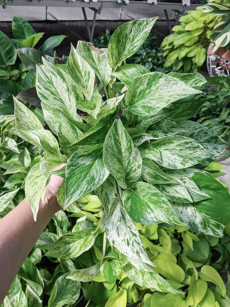 Marble Queen Pothos Rooted Cutting – Live Houseplant Cutting | Variegated Epipremnum Aureum | Easy-Care Indoor Plant