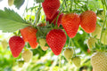 Ozark Beauty Strawberry Plants (10 Bare Root) – Everbearing Variety – Sweet & Juicy Berries – Hardy, Productive Garden Fruit