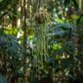 Rhipsalis Agudoensis Cuttings - 5 Orchid Cactus Cuttings, 4 Inches Each, Full Sun, Easy Care Houseplant
