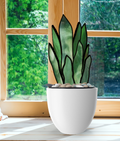3D Snake Plant Leaves Stained Glass Pattern