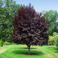 1 Purple Leaf Plum Tree (Cistena) – 2ft Tall Bare Root – Ornamental Plum, Deep Purple Foliage, Pink Flowers, Prunus × cistena
