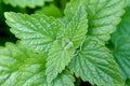Catnip Plants Set of 3 Pots - Nepeta cataria - Perennial Herb for Cats & Tea, Grown in 3.5" Pots, Ideal for Full Sun