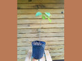 Pawpaw Trees - 5 Live Seedlings - Asimina triloba - 6" - 12" - Ideal for Wildlife and Fruit Production