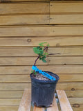 Triple Crown Blackberry Plants - 6" Live Thornless Berry Bushes - Rubus fruticosus - 2 Healthy Outdoor-Grown Plants