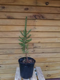 5 Norway Spruce Trees 12"-18" - Picea abies - Live Bare Root Seedlings for Wildlife Habitat and Ornamental Use