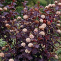 Crimson Diablo Ninebark Shrub Quart Pot - Physocarpus opulifolius - Deciduous Ornamental Plant for USDA Zone 2-8