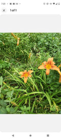 Day Lily Bare Roots (100) Orange - Fragrant Perennial Flowers - Hemerocallis spp. - Ideal for Hot Weather States