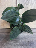 Scindapsus Treubii Dark Form Houseplant in 4" Pot - Rare Indoor Plant for Home Decor, Tropical Vine, Low Light Tolerance
