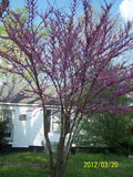 Redbud Tree 4" Container - Cercis canadensis - Purple Buds, Rosy-Pink Flowers - Perfect for Zones 4-9, Great for Woodlands