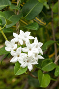 Madagascar Jasmine Plant - 3 Gallon Pot - Fragrant White Flowers - Stephanotis floribunda - Live Plant - Indoor/Outdoor Vine