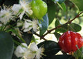 Surinam Cherry Plant - 3 Gal Pot - Sweet Fruits - Eugenia uniflora - Fast Growing Bushy Tree for Garden and Hedge