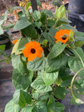 Orange Thunbergia Alata Vine in 1 Gallon Pot - 2 Feet Tall Black-eyed Susan Vine (Thunbergia alata)