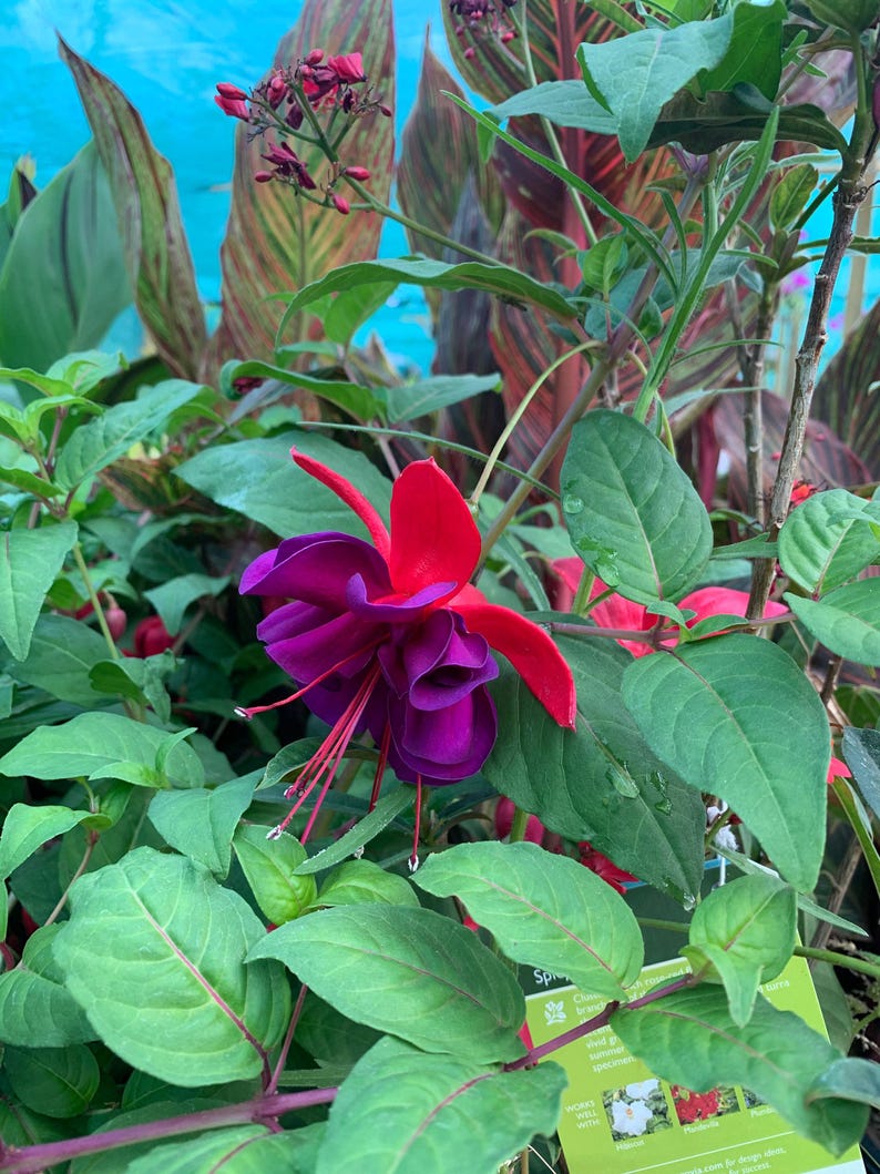 Giant Voodoo Fuchsia Plant in 3 Gal Pot - 1 Foot Size - Bigger Bush - Perfect for Gardens and Landscaping