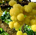 Tropical Gooseberry Plant - 6" Pot - Chùm Ru?t - Edible Fruit Plant - Exotic Garden Addition - Perfect for Home Growers