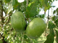 Black Sapote Plant - 1 to 2 Feet Tall - Grafted Tropical Tree - Chocolate Pudding Fruit - Diospyros digyna - 3 Gallon Pot