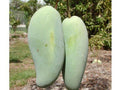 Grafted Mango Tree - 3 to 4 ft - Brahm Kai Meu Thai Green Sweet Mango - Mangifera indica