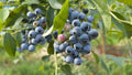 Biloxi Southern Highbush Blueberry Plant - 6" Pot, 1 ft Tall, Low-Chill Variety, Ideal for Warm Climates, Vaccinium corymbosum