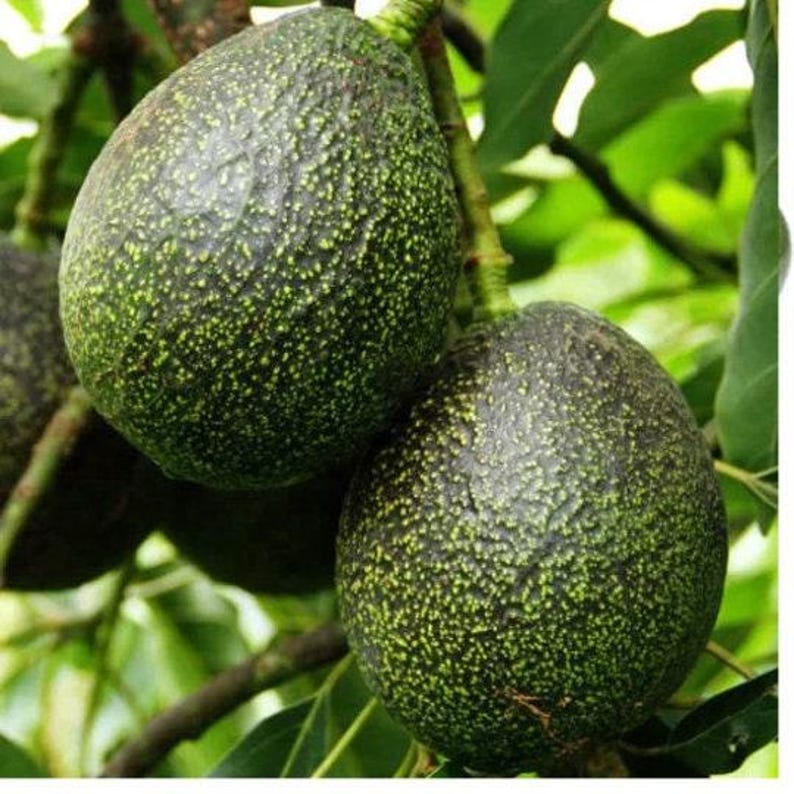 Grafted Gem Avocado Tree - 3 to 4 Feet Tall - Healthy Plant for Home Garden - Persea americana