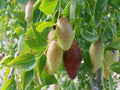 Jujube Tree GA866 - Grafted 3 Gal Pot - 4 to 5 Feet Tall - Bigger Trunk - Hardy Fruit Tree - Ziziphus jujuba