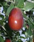 Grafted Jujube Tree - 4ft Lang Variety - Sweet Pear-Shaped Fruit - Ships in 3Gal Pot - Ziziphus jujuba