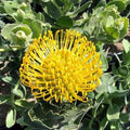 Leucospermum Cordifolium ‘High Gold’ Live Plant 1ft Tall - Yellow Dome Flowers - Drought Tolerant Shrub in 1 Gallon Pot