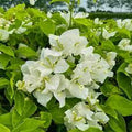 White Bougainvillea Plant in 6" Pot - Bougainvillea glabra - 1 to 2 Feet Tall - Ideal for Full Sun Garden Decor