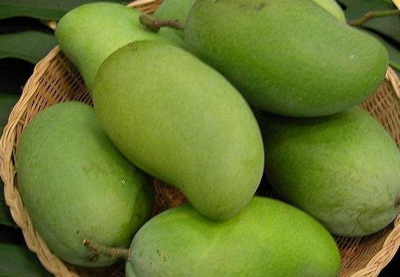 Okrung Mango Tree - Grafted Live Plant - 3 to 4 Feet Tall - Mangifera indica - 3 Gal Pot - Sweet Tropical Fruit Tree