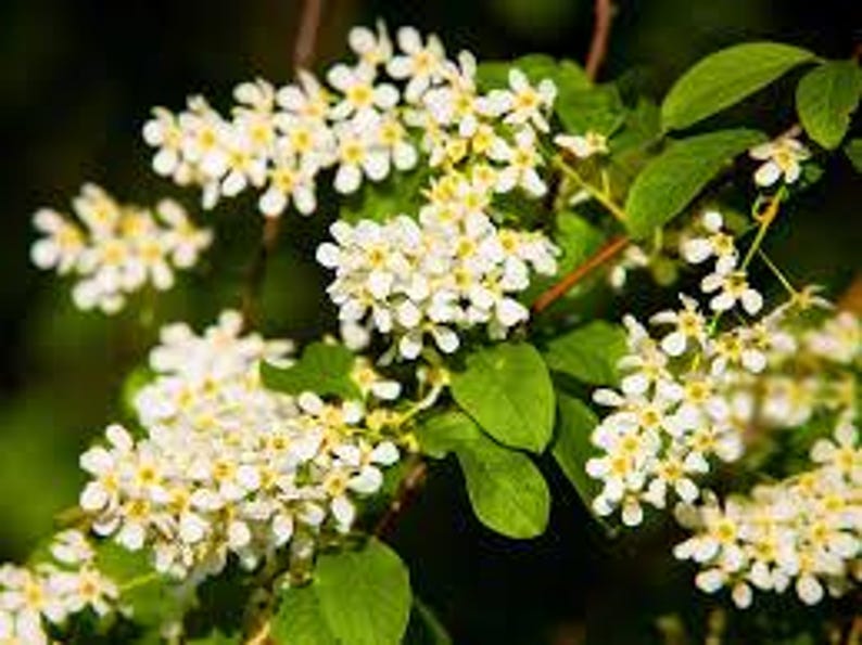 Edible Berry Fruit Tree 2-3 ft Hackberry (Celtis occidentalis) - Hardy Urban Shade Tree for Wildlife & Ecosystem Gardening