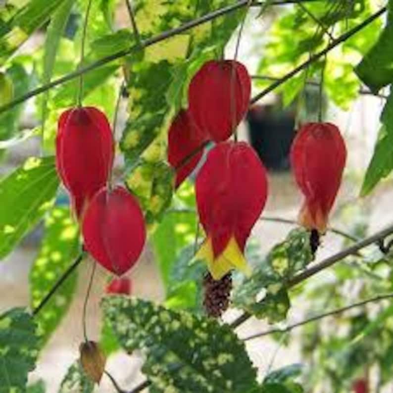 Abutilon Plant 4" Variegated Flowering Abutilon megapotamicum 'Variegatum' in Pot - Indoor/Outdoor Decor