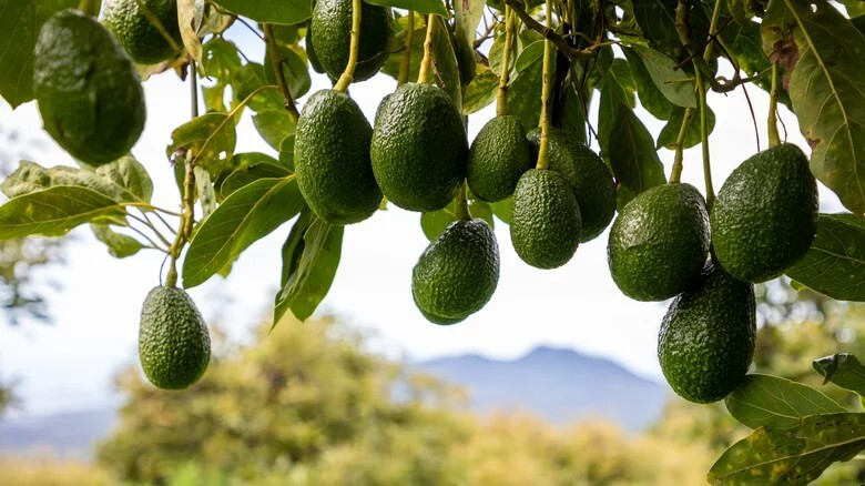 5 Rare Cleopatra Avocado Unrooted Cuttings Scions, Wax Dipped, Persea americana, Fruit Tree, Rare Varieties for Gardening