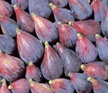 3 Fig Trees “Andijan” Rare Unrooted Cuttings - Ficus Carica, Sweet & Delicious, Ideal for Rooting, Grafting, Hardy Fruit Tree, Organic