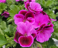 Geranium Pink/Purple 3 Fresh Organic Healthy Cuttings for Rooting | Pelargonium Plants