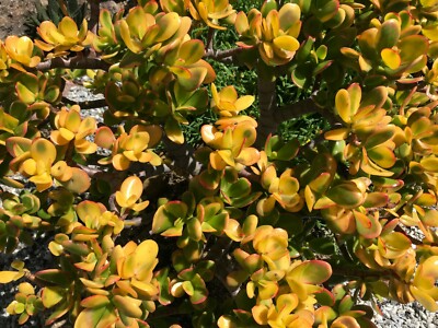 1 Golden Jade Hummels Sunset Crassula Ovata Argentea Huge Branched Cutting Unrooted 5" - Succulent, Jade Plant, Rare Plant Propagation