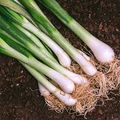 200 Evergreen Bunching Onion Seeds – Allium fistulosum – Heirloom, Fast-Growing, Mild Flavor, Great for Salads & Cooking, Non-GMO