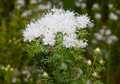 Summer Farewell Seeds (Dalea pinnata) | 25 Seeds | Late-Season Blooms for Pollinators | Drought-Tolerant, Native Wildflower, Easy to Grow