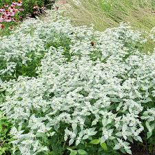 Mountain Mint Seeds – 30mg for Planting, Aromatic Herb, Pollinator-Friendly, Hardy Perennial, Great for Teas, Borders & Cottage Gardens