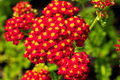 1000 Seeds Red Yarrow – Achillea millefolium, Hardy Perennial Wildflower