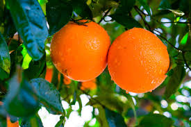 5pcs CALIFORNIA NAVEL ORANGE Unrooted Cuttings – Citrus sinensis, Sweet Orange Tree for Propagation
