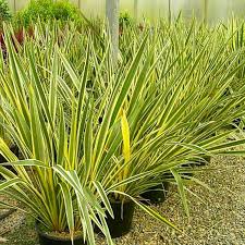 1 Rooted New Zealand Flax Plant - Phormium Tenax - Cold Hardy (10 F), 12" Tall, Bare root, Ready to Plant