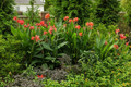 Canna Lily Orange Wyoming | 1 Live Bulb | Tall Flowering Plant with Purple Burgundy Leaves | Tropical, Fast-Growing, Perennial