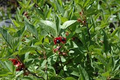 50 Twin-berry Honeysuckle Seeds (Lonicera involucrata) | Red Flower Vine Shrub, Hardy, Pollinator-Friendly, Fast-Growing